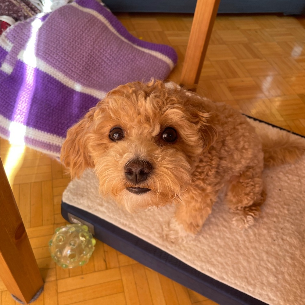 Meet your Posher, Lea